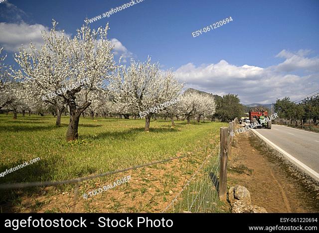 Almendros en flor, Prunus dulcis. S' Esglaieta. Mallorca. Islas Baleares. Spain