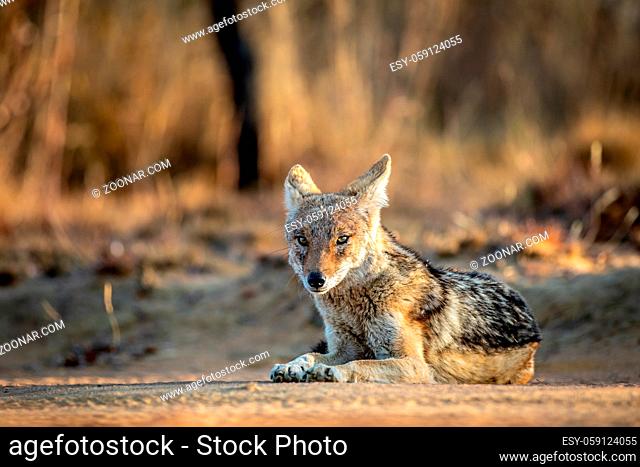 Black-backed jackal laying in the sand in the Welgevonden game reserve, South Africa