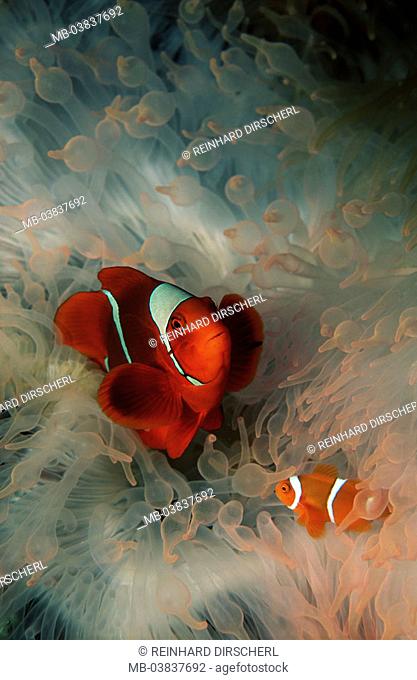 Thorn anemone fish, Premnas aculeatus, marine anemone