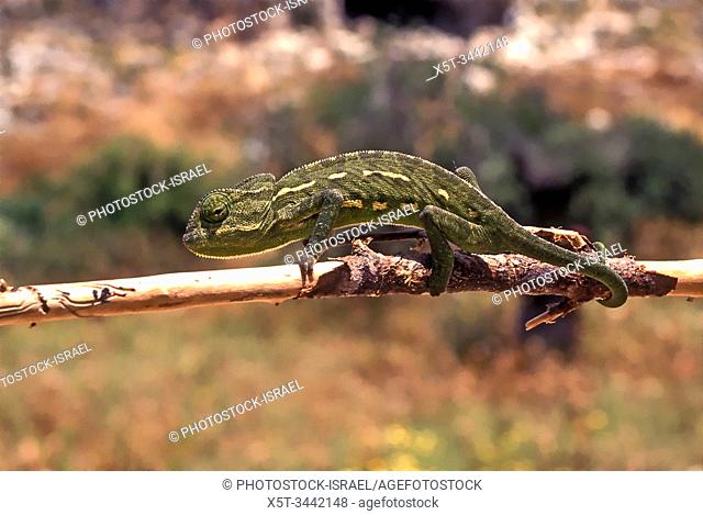 Mediterranean Chameleon, AKA common chamaeleon (Chamaeleo chamaeleon) Photographed in Israel
