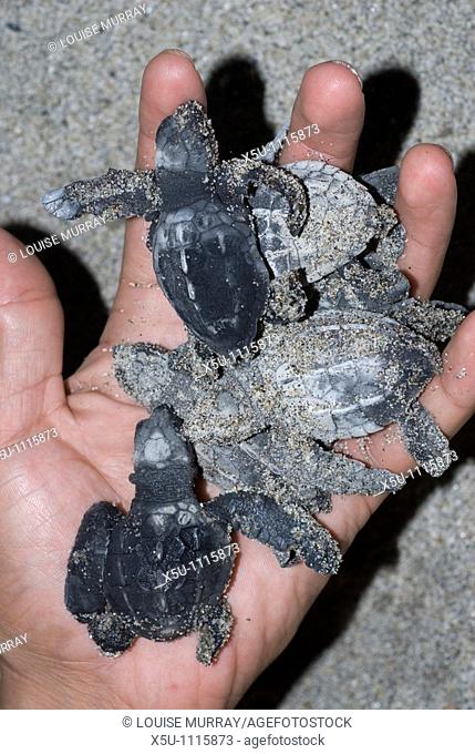 Newly hatched turtles rescued from feral dogs Olive Ridley turtles, Barra de la Cruz, Huatulco, Oaxaca, Mexico