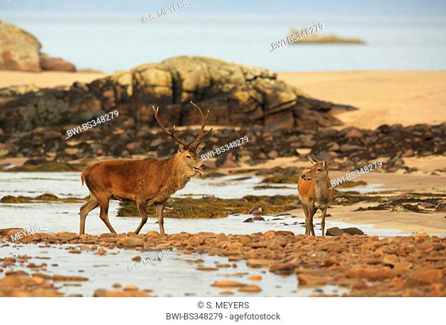 red deer (Cervus elaphus), stag and hind at the coast, United Kingdom, Scotland, Isle of Rum, Kilmory