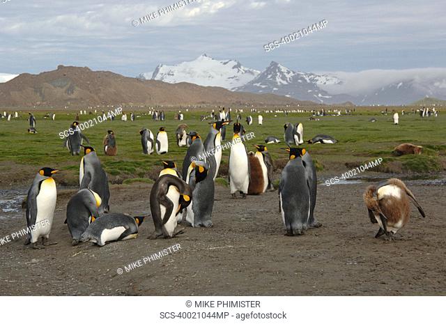 King Penguin Aptenodytes patagonica Salisbury Plain, South Georgia