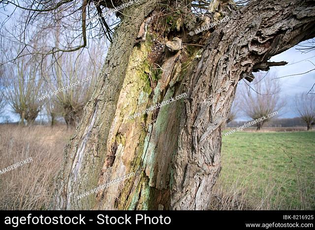 Willows (Salix), old pollarded willow with abundant deadwood structures as a place for biodiversity, nature conservation, Düsseldorf, Germany, Europe