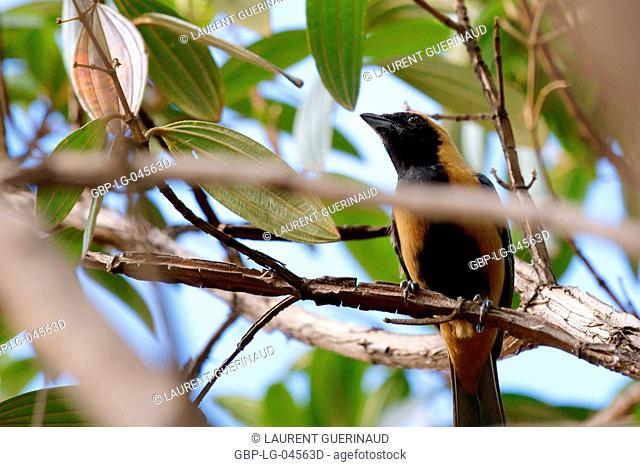 Bird, Tangara cayana, Leave-yellows, Chapada Diamantina, Bahia, Brazil