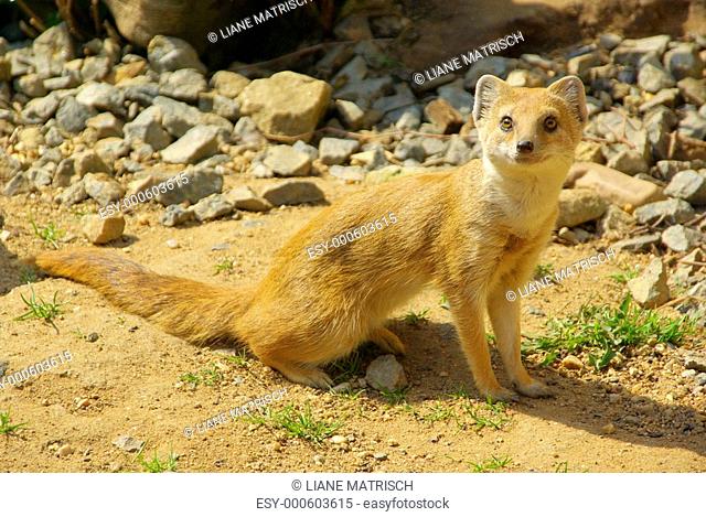 Fuchsmanguste - Yellow Mongoose 06