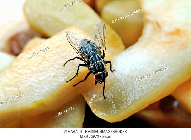Fly on fruit salad with apples and raisins