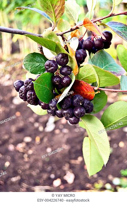 Chokeberry branch in