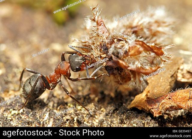 Red Wood Ant (Formica rufa) with material for the anthill, Hesse, Germany, Europe