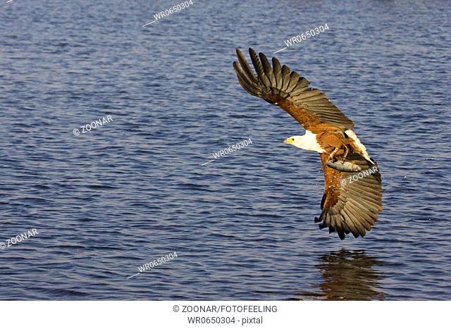 Schreiseeadler Haliaeetus vocifer im Flug mit Beutefisch, Chobe Fluss, Chobe River, Chobe National Park, Botswana, Afrika