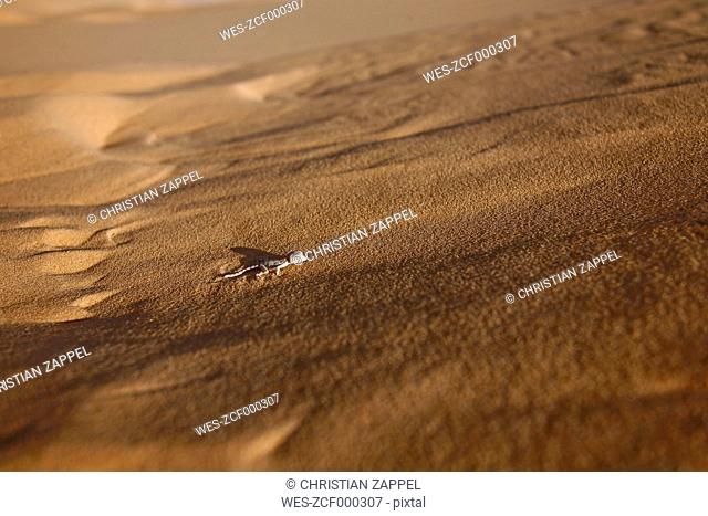 Algerian sand gecko, Tropiocolotes steudneri, on sand