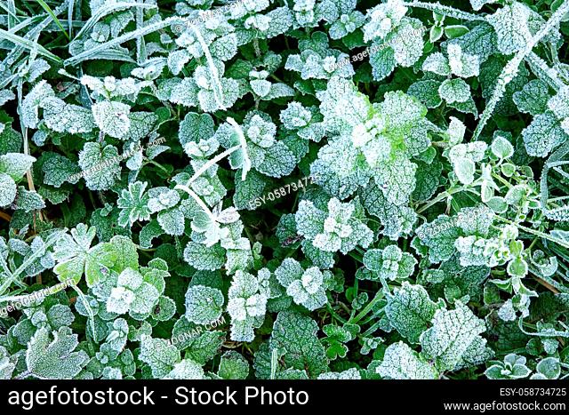 Winter nature background with leaves of wild peppermint covered with white hoar frost and ice crystal formation