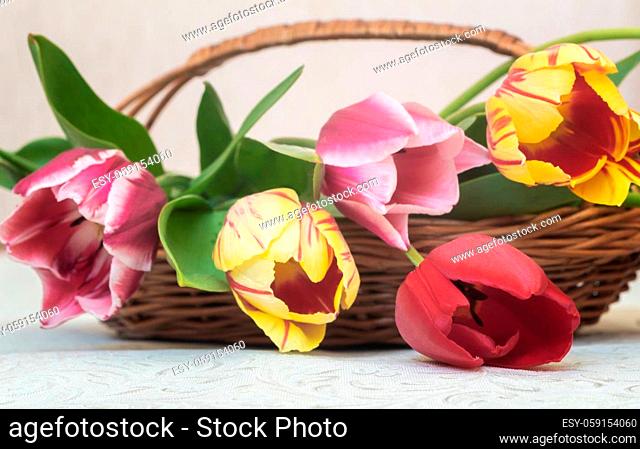 A bouquet of beautiful red, pink and yellow tulips in a wicker basket. Presented in close-up