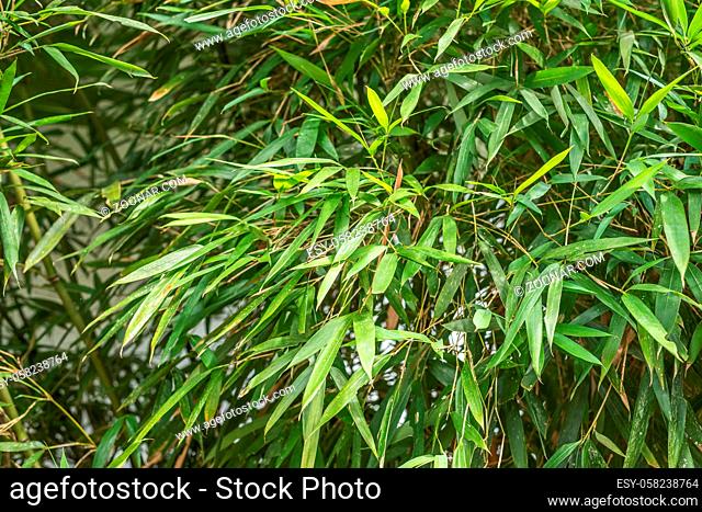 green bamboo in the outdoor, concept of nature background