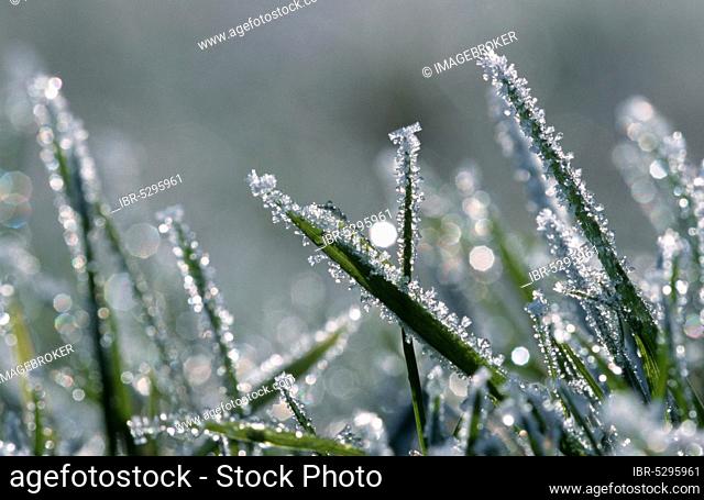 Grass with hoarfrost, Germany (Alopecurus pratensis)