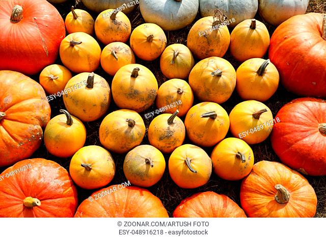 Autumn Halloween decoration on farm. Various type and color of pumpkins as collection arranged on ground as ornament pleasing fall outdoor still life in autumn...