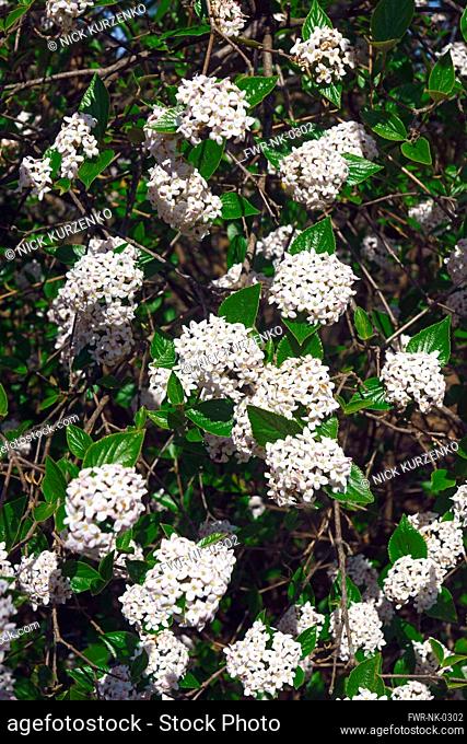 Viburnum, Mohawk viburnum, Viburnum x Burkwoodii Mohawk, Mass of tiny white flowers growing outdoor