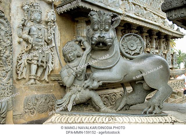 Hoysala symbol in form of man attacking tiger exterior of Channakesava Vishnu temple ; Belur ; district Hassan ; Karnataka ; India