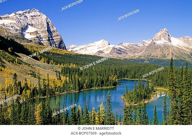 Mary Lakes and autumn larches, Lake O'Hara region, Yoho National Park, British Columbia, Canada