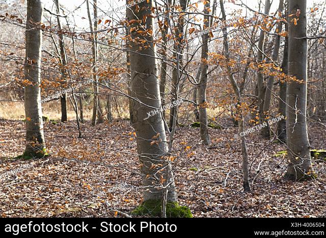 Undergrowth of beech trees, Forest of Rambouillet, Haute Vallee de Chevreuse Regional Natural Park, Yvelines department, Ile-de-France region, France, Europe