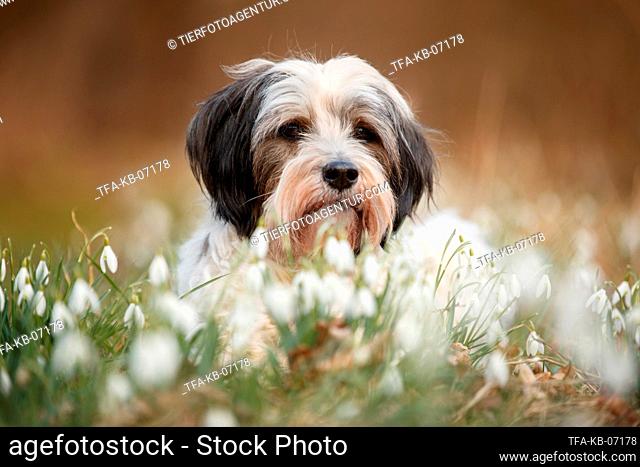 Tibetan Terrier in spring