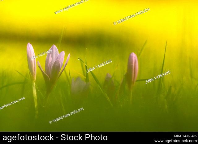 Flowers of autumn crocus (Colchicum autumnale) on a meadow, photographed close to the ground in blur