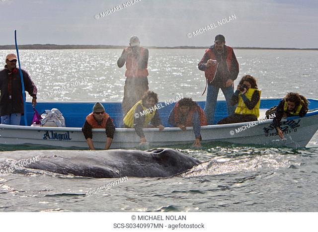 Mexican whalewatchers in pangas and California Gray Whale Eschrichtius robustus in Magdalena Bay near Puerto Lopez Mateos on the Pacific side of the Baja...