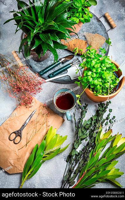 Planning your herb garden, patio and replanting of herbs and indoor plants. Cup od tea with garden tools and flower pots