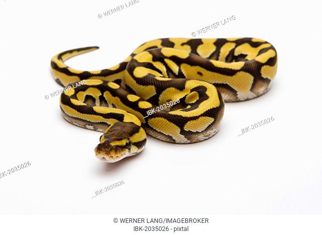 Tiger Phantom Ball Python or Royal Python (Python regius), female
