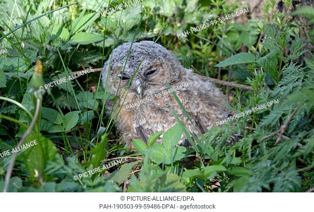 30 April 2019, Schleswig-Holstein, Großenaspe: A tawny owl, dropped off by a walker in the Eekholt Game Park, sits on the floor