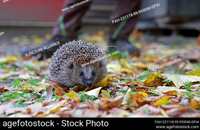 17 November 2023, Saxony-Anhalt, Halberstadt: A little hedgehog, who has been christened Ferdinand, explores the grounds of the wildlife rescue center at...