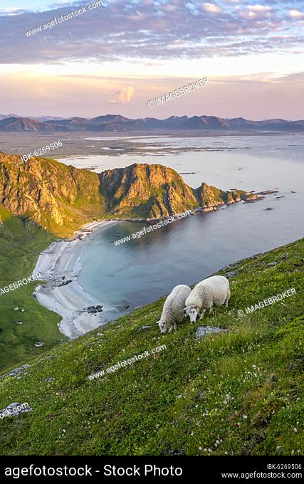 Evening atmosphere, sheep grazing on a mountainside, beach and sea, view from the top of Måtinden, near Stave, Nordland, Norway, Europe