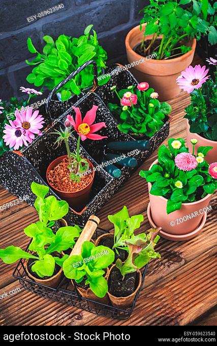 Gardening - planting and replanting, seedlings with plants in flower pots and garden tools