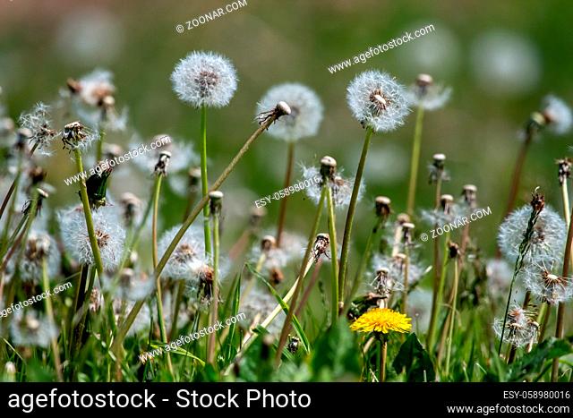 Beautiful white dandelion flowers in green grass. Meadow with dandelion flowers. Field flowers. Deflorate dandelions. Nature field flowers in meadow