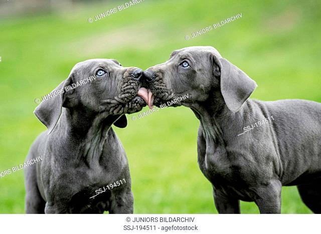 Great Dane. Two puppies licking each others nose. Germany