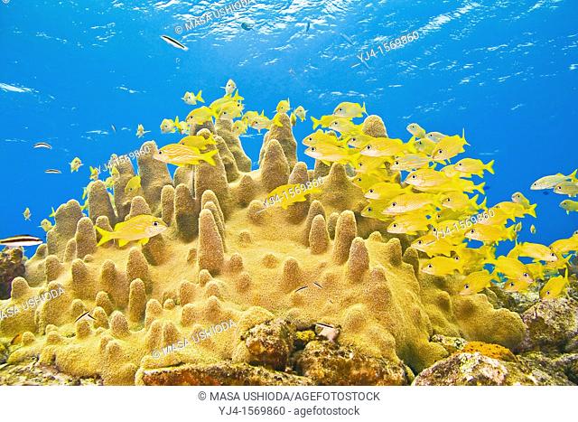 schooling French grunts, Haemulon Flavolineatum, and smallmouth grunts, Haemulon chrysargyreum, over pillar coral, Dendrogyra cylindrus