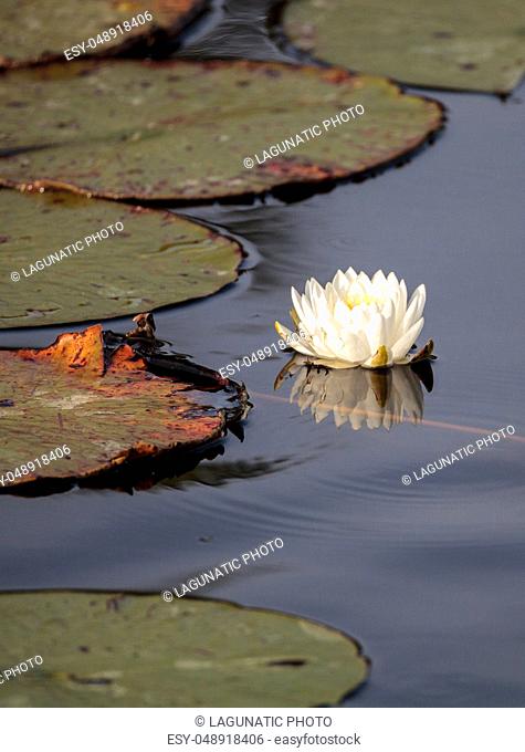 Water lily flower on top of a marsh in Naples, Florida