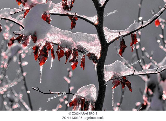 im kalten gefrorenen Buchenbaum, in the cold frozen Beech tree