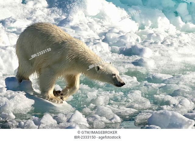 Female Polar bear (Ursus maritimus) on pack ice, Svalbard Archipelago, Barents Sea, Norway