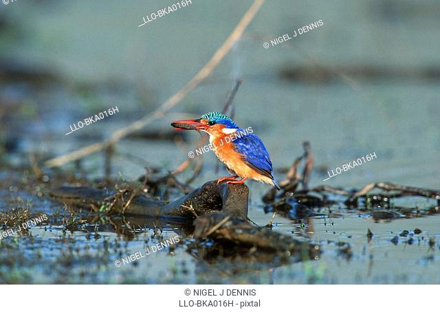 Malachite Kingfisher Alcedo cristata Perched on a Branch and Feeding on Its Catch  St Lucia Wetland Park, Kwa-Zulu Natal Province, South Africa