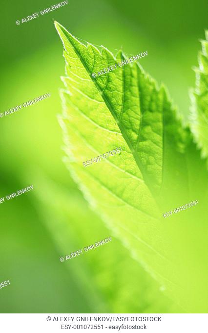 Natural background with poplar leaves