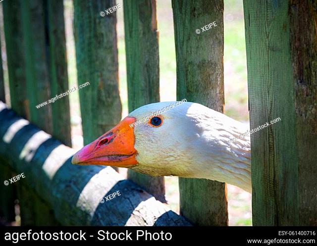 Closeup goose looking through the fence of the outdoor farm area