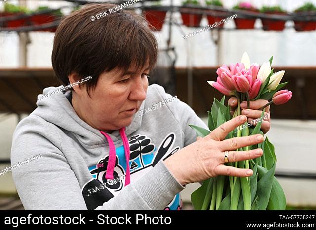 RUSSIA, ROSTOV REGION - MARCH 7, 2022: A worker with harvested tulips in a greenhouse run by the OOO Talan company in the village of Olginskaya