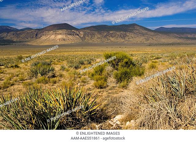 High Desert Flora on Plateau at the Grand Canyon Parashant National Monument, Arizona