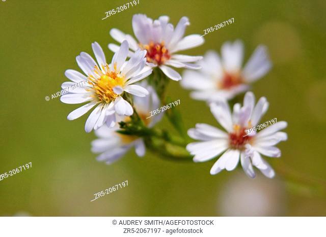 Rice button aster flowers (Symphyotrichum dumosum) in a meadow, Florida, USA