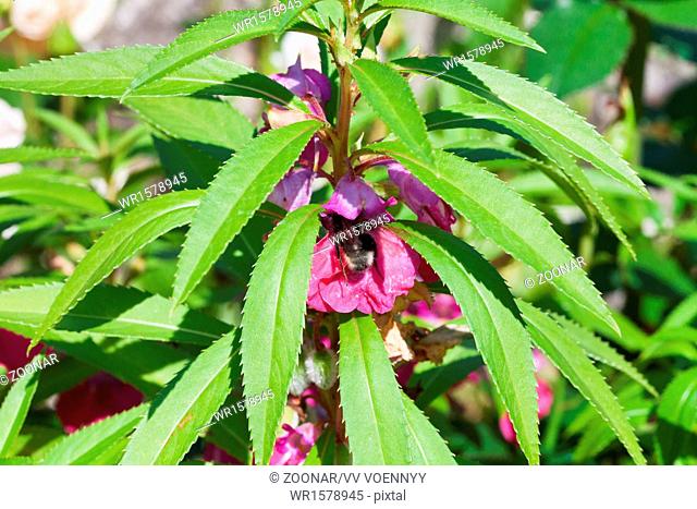 bumblebee feed nectar in garden balsam flower