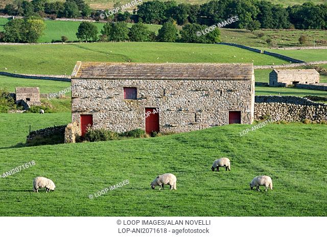Grazing flock of sheep and stone barns near Bainbridge in Wensleydale