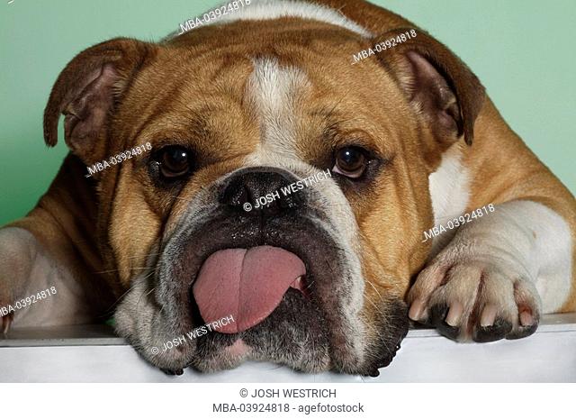 Lies dog, English bulldog, portrait, animals, mammals pets house-dog breed race-dog, pain-breeding, bulldogs, bulldog, short-beaked, brown-white knocked down