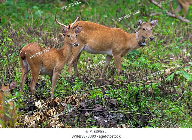 Thamin, Brow-antlered deer, Eld's deer (Panolia eldii, Rucervus eldii, Cervus eldii), two Eld's deers on a clearing, Thailand, Huai Kha Khaeng Wildlife Sanctua