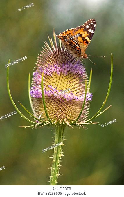 wild teasel, Fuller's teasel, common teasel, common teazle Dipsacus fullonum, Dipsacus sylvestris, blooming with painted lady, Cynthia cardui, Germany